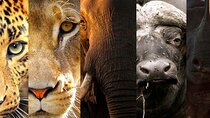 3 Days Big Five Unforgetable Lodging Tanzania Safari