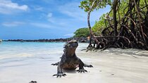 Beach Wildlife and Snorkel Adventure with Underwater Specialist 
