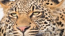 9 day Luxury Kruger Park Safari & Cape Town Tour