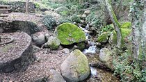 Private Monchique Guided Forest Hike w/Medronho Tasting