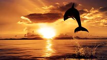 Lovina Sunrise Dolphin Watching and North Bali Tour