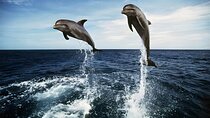 Bali Dolphin Watching Sunrise Tour in Lovina Beach