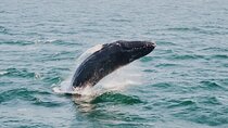 Combo Tour: Whale Watching, Shopping and Beach Time