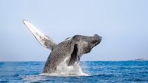 Speed Boat Whale Watching Tour