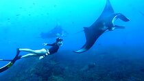 Snorkeling in Wall Point, Gamat Bay and Manta Bay: Nusa Penida Island