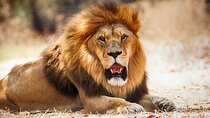 Nairobi National Park 6 am Group-Joining Game Drive