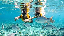 3 in 1 Snorkeling, Parasailing, with Turtle