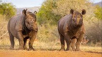 7 Days Rhino Ngorongoro Crater Safari Tour