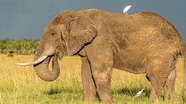 3-Day Masai Mara Big Five Safari