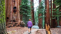 Muir Woods and Sausalito Half Day Tour