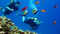 El Gouna: Professional Scuba Diving Tour with Lunch & Transfer