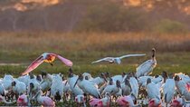 Palo Verde National Park, Boat Safari (half day)