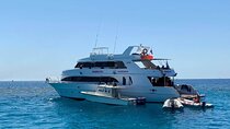 Swimming with Dolphin VIP Snorkeling Sea Trip From Hurghada