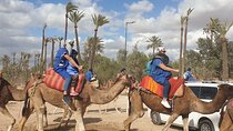 Private Majorel garden and Camel ride
