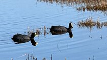 BirdWatching Mantagua Wetland&Penguins Cachagua Island From Valpo