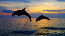 Bali Dolphin Watching, Waterfall and Lake Temple Tour