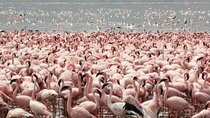 Full Day tour to Lake Nakuru National Park From Nairobi