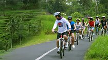 Bali Cycling and Jungle Swing Adventure Experience