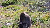Tour Cape Peninsula and Boulders Beach Day Trip from Cape Town