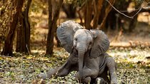 Chobe Safari Day Trip from Victoria Falls- Small group