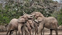 Safari Game Drive in Zambezi National Park 