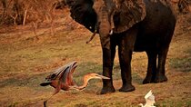 Chobe Day Trip from Victoria Falls