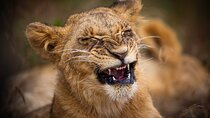5Hrs Nairobi National Park Morning\Evening gamedrive 4x4 vehicle