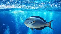 Glass Bottom Boat in Sharm El Sheikh
