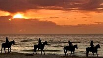 Horseback riding on beach, Winery, Alpacas, penguins & cowboyBBQ 