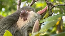 Private Urban Wildlife City Tour from Manuel Antonio to Quepos