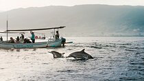 Dolphin Watching Experience at North Bali 