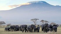 7 Days Taste of Kenya Safari Adventure on a 4x4 Land Cruiser Jeep
