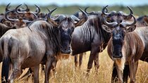 Cape Town Day Safari – Aquila Game Reserve with Lunch & Park Fees