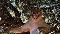 Day Trip from Fez to Middle Atlas Mountains, Cedar Forest & Azrou