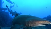 Scuba Dive With Grey Nurse Sharks in Bushrangers Bay 