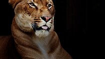 Multi Day Safari Tour in Arusha Tanzania