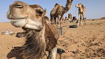  3-Day Trip from Fez to Marrakech via Merzouga Desert