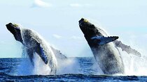 Luxury Whale Watching in Puerto Vallarta (Private Yacht/Group)