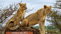 Safari to Nairobi National Park,Giraffe center& Kobe bead Factory
