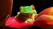 Shared Night Tour Forest Experience in Manuel Antonio