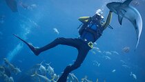 Scuba Diving at Jumeirah Dubai with Private Transfer