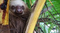 Kayak and Sloth Watching Tour. 