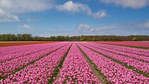 Private Tulips Tour Keukenhof Gardens and Tulip Fields 
