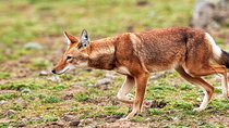 3 Day Bale Mountains Tours