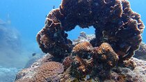 Dive Trip Experience in Koh Tao