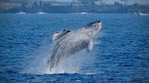 2.5-Hour Whale Watching On A 41' Super-Raft 