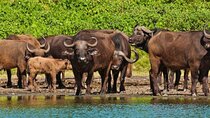Arusha National Park ( Day trip )