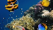 Hurghada Red Sea snorkeling Trip