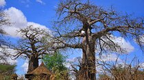 Mikumi National Park: Full-Day Private Tour 