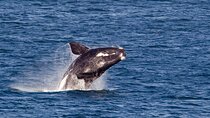 Whale Wonders: Majestic Marine Adventures in Hermanus